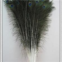 云南西双版纳纯天然大眼睛孔雀羽毛90-100CM孔雀翎100支起批