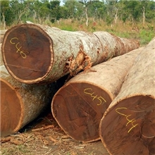 非洲鸡翅木原木木材原木鸡翅木