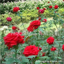 [直销]大漠专供进口纯天然玫瑰纯露/花水OEM/ODM