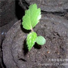 泥炭土，草炭，蛭石(厂家供应，价格优惠）