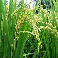 95%吡嘧磺隓(水稻田除草剂)13921010556