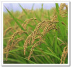 对氯苯氧乙酸99.5%.13921010556农药.医药中间体.植物生长调节剂