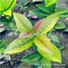 正宗日香桂桂花小苗移栽苗根系好易成活