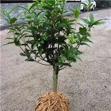 供应日香桂盆景