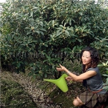 桂花专营企业新品种桂花树桂花盆景桂花苗金桂花银桂