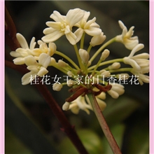 桂花女王家独家培育的新品种桂花日香桂1000株起2元单价