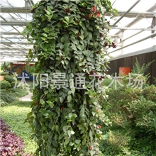 出售盆栽花卉室内花卉口红吊兰进化空气吸甲醛