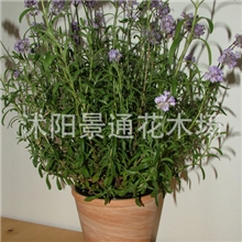薰衣草植物盆栽清新空气安神助睡眠