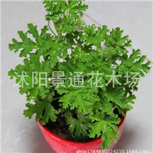 驱蚊草小盆栽-夏天植物驱蚊的好帮手