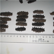 低价批发日本北海道淡干海参