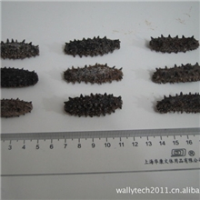 长期低价现货出售日本海参100头/斤