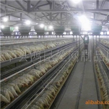 全自动养殖鸡笼蛋鸡笼