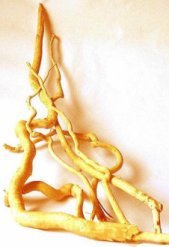 供应东革阿里提取液