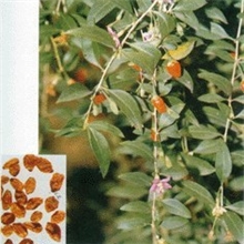 供应小米草提取物/小米草提取液