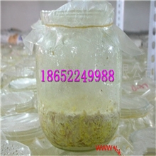 2013新款玻璃虫草瓶！高档虫草瓶、玻璃菌瓶养殖虫草玻璃瓶