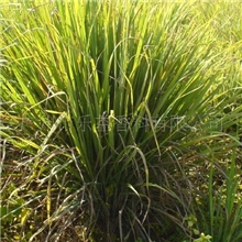 供应天然纯精油/香茅油/CitronellaOil