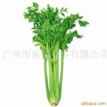 供应天然纯精油/芹菜籽油/CelerySeedOil