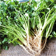 供应天然纯精油/芫荽籽油/CorianderSeedOil