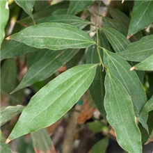 供应天然纯精油/桂叶油/Cinnamonleafoil