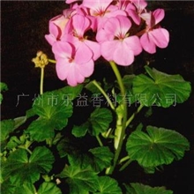 供应天然纯精油/天竺葵精油/香叶油/GgeraniumOil