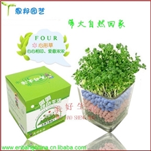 陶碳球负离子植栽心形草负离子二代种植防辐射办公室家庭小盆栽