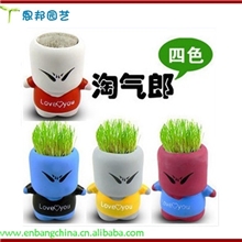 迷发迷你植物陶瓷小盆栽盆景淘气郎草娃娃DIY青草种植创意礼品