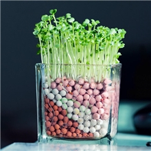 厂家直销陶碳球负离子植物2代大量现货无土盆栽迷你植物易种植