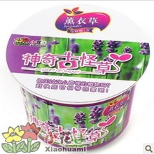 神奇古怪草薰衣草桌面微型盆景盆栽特价批发迷你植物园艺物