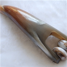 供应精品白牦牛角按摩车