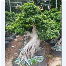 批发福建省古雷港提根榕树盆景