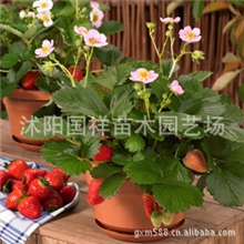 供应庭院果树苗四季结果盆栽水果草莓赛娃攀援草莓苗20品种