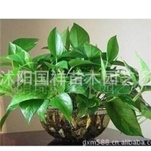 供应水培植物水培绿萝吸收甲醛高手新房必备不带盆
