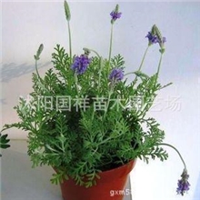 卖疯了羽叶薰衣草花苗薰衣草盆栽盆景带花苞情人节礼物
