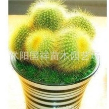 供应仙人金丝猴迷你盆栽室内植物可防电脑辐射净化空气