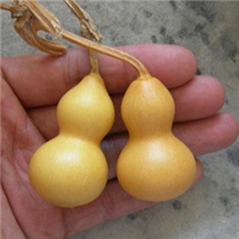 阳台桌面种植观赏小葫芦种子金寸手捻葫芦种子葫芦种子葫芦