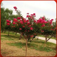 绿化景观工程苗木紫薇苗百日红紫薇树苗红花紫薇苗紫薇树苗