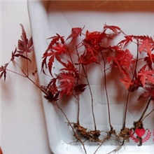 苗圃直销美国红枫树苗行道树绿化苗木红枫小苗批发红枫苗庭院植物