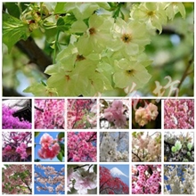 樱花樱花树樱花树苗日本樱花大苗嫁接樱花苗庭院开花植物