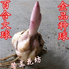 进口香水百合种球绿色百合花球根花卉球根植物百合种子