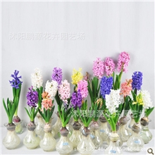 批发风信子种球水培花卉水培套装盆栽水培风信子种球室内净化空气