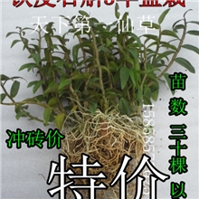 雁荡铁皮石斛3年盆栽70组培苗、瓶苗、鲜条枫斗、组培种植技术
