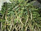 铁皮石斛鲜条带叶【量大者200一斤】另外有鲜条没叶出售