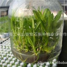 基地长期供应铁皮石斛组培苗、驯化苗种苗