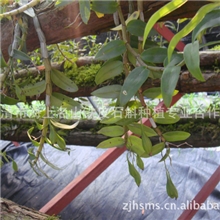 海上名山铁皮石斛种子果夹红种仿野生特级栽培石斛籽有货抗耐性高