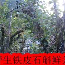 基地批发仿野生树上铁皮石斛鲜条.枫斗