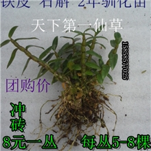 基地供应铁皮石斛驯化苗一丛【海上名山】