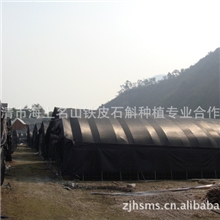 石斛种苗石斛瓶苗驯化苗铁皮石斛组培苗基地直供40-50苗