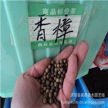 [独家批发]大叶香樟树种子价格樟树种子批发颗粒饱满发芽率高