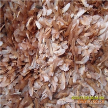 秒杀！香椿芽苗菜种子香椿树籽红油香椿种子厂家直供特价批发