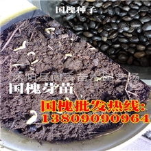 供应国槐籽国槐种子价格江苏国槐树苗绿化苗木批发